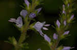 Common gypsyweed